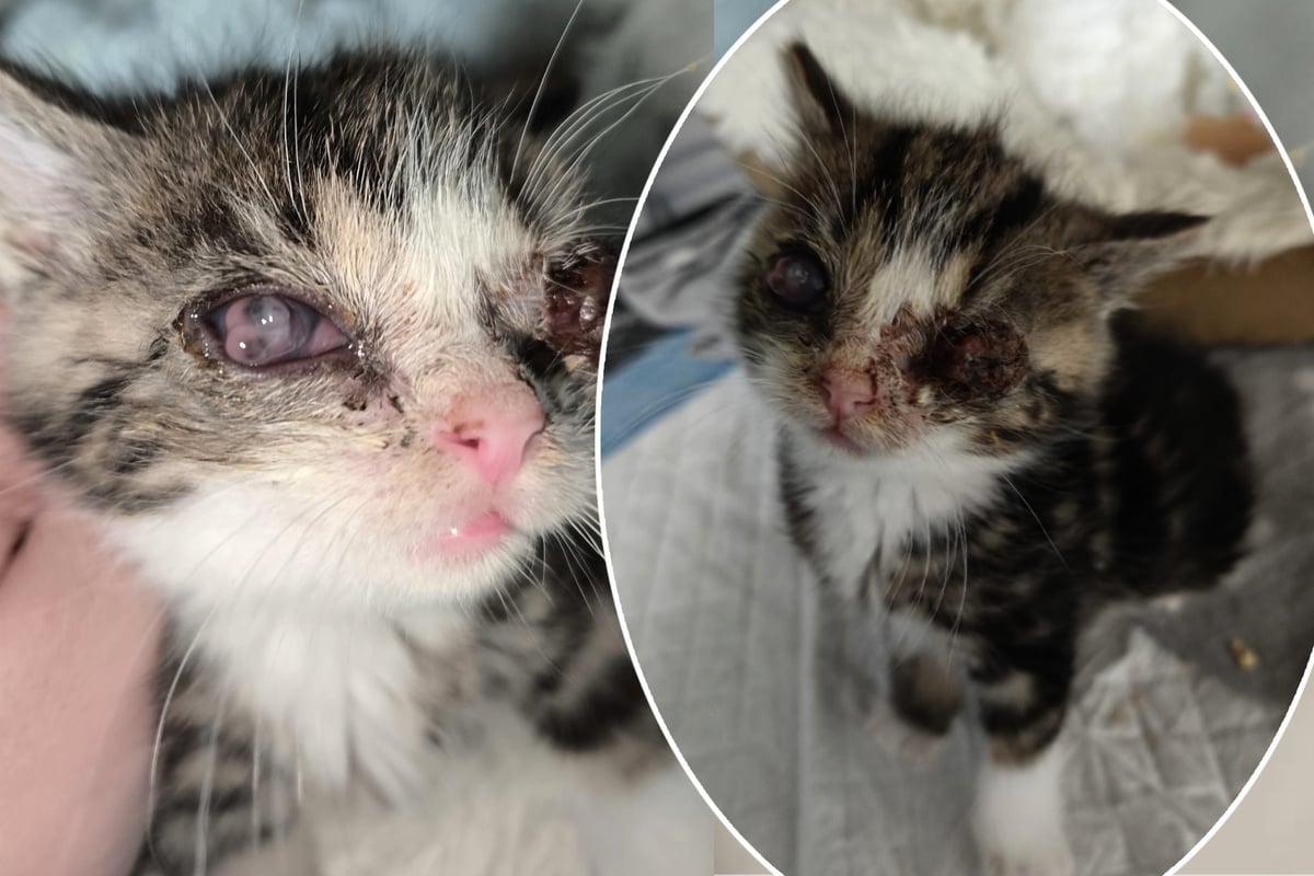 Tierpfleger-k-mpfen-um-sein-Augenlicht-Hat-der-kleine-Kater-eine-Chance-