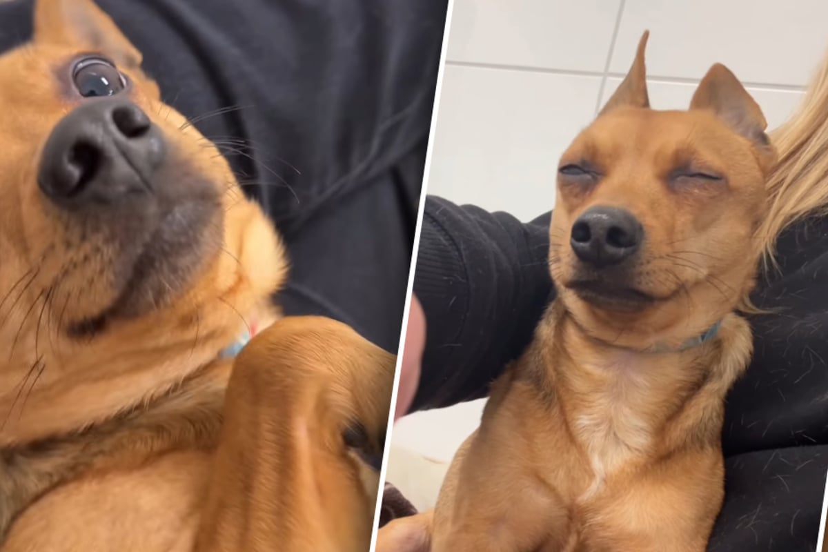 Er wickelt alle um die Pfote: Kleiner Hund verdreht Tierrettern gehörig den Kopf