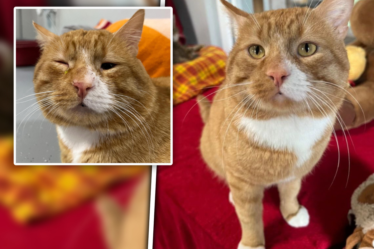 Kater wird von anderen Katzen vermöbelt Darum eckt er immer bei seinen