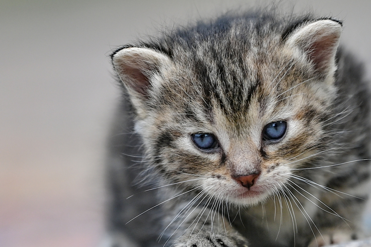 家の中の4本足の友達：だから猫や犬は子供にとってとても重要なのです！