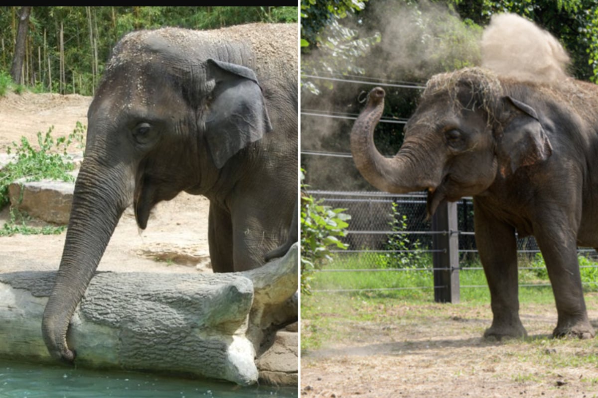 Elephant dies suddenly at St. Louis zoo after unleashed dog disturbs herd(02)