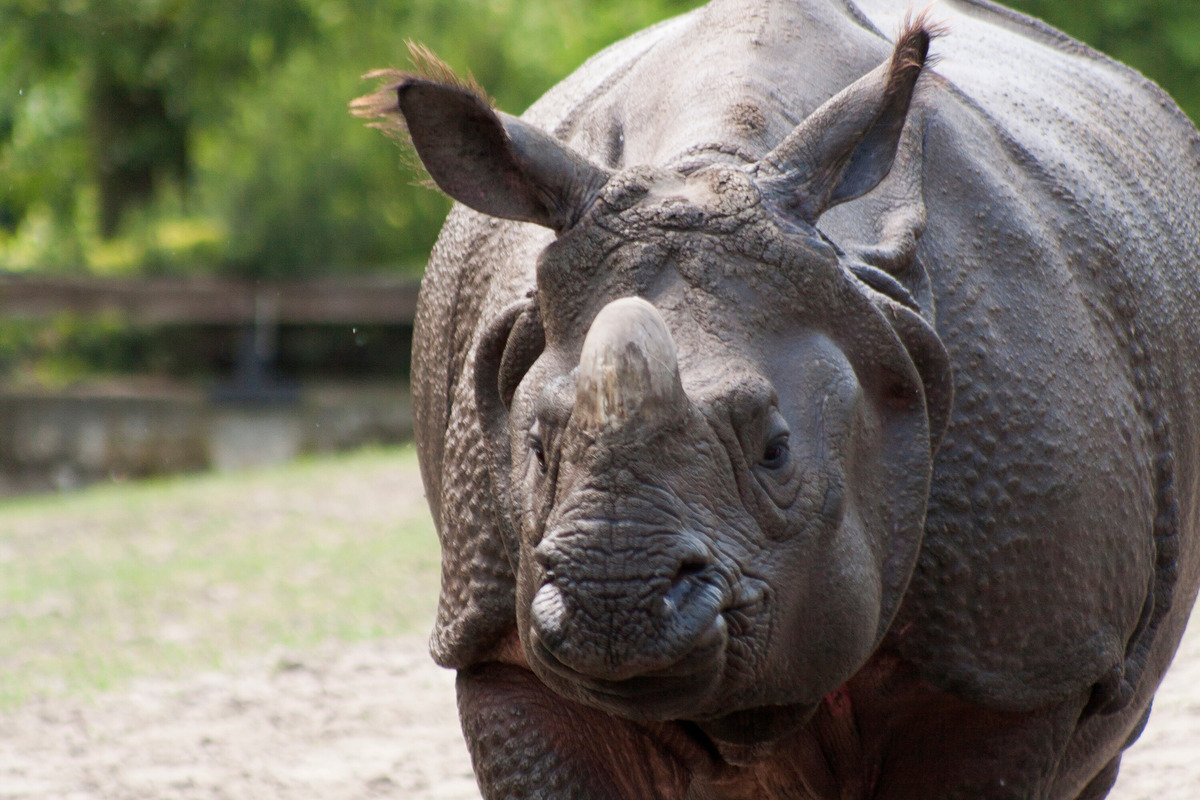 Critically endangered Sumatran rhino born in Indonesia