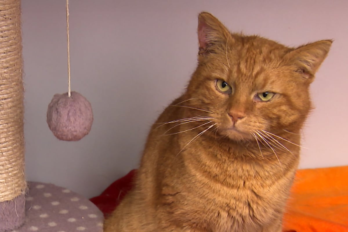 Kater schwer verletzt gefunden Arzt rettet sein Leben, dennoch ereilt