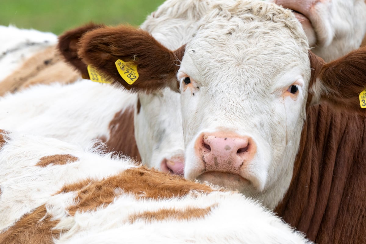 K-he-schlecken-Autos-ab-Wanderer-verklagen-Hotel