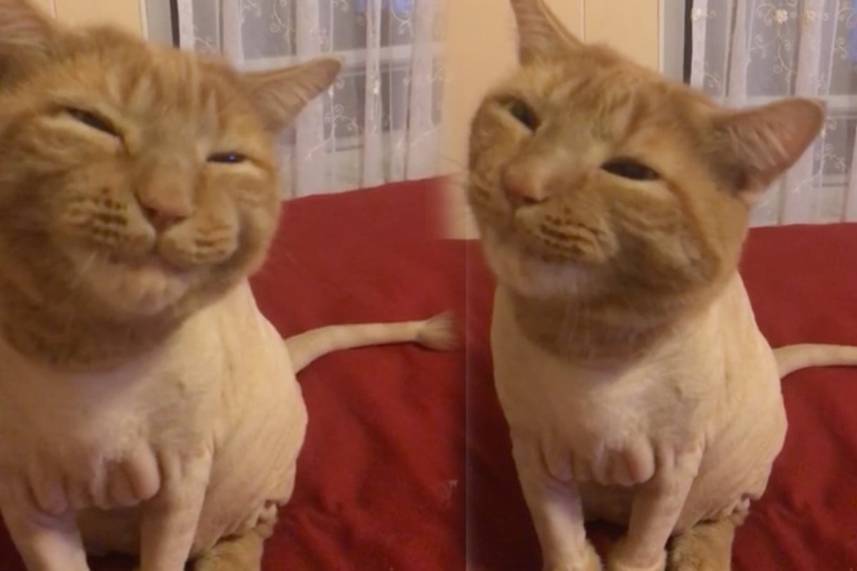 A quirky habit turned this rescued cat into a Reddit sensation! TAG24