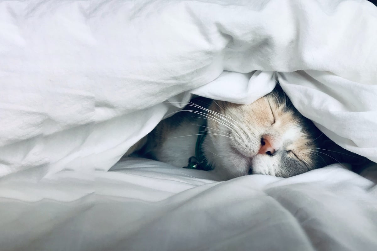 how-long-do-cats-sleep-and-is-it-normal-for-a-cat-to-sleep-all-day