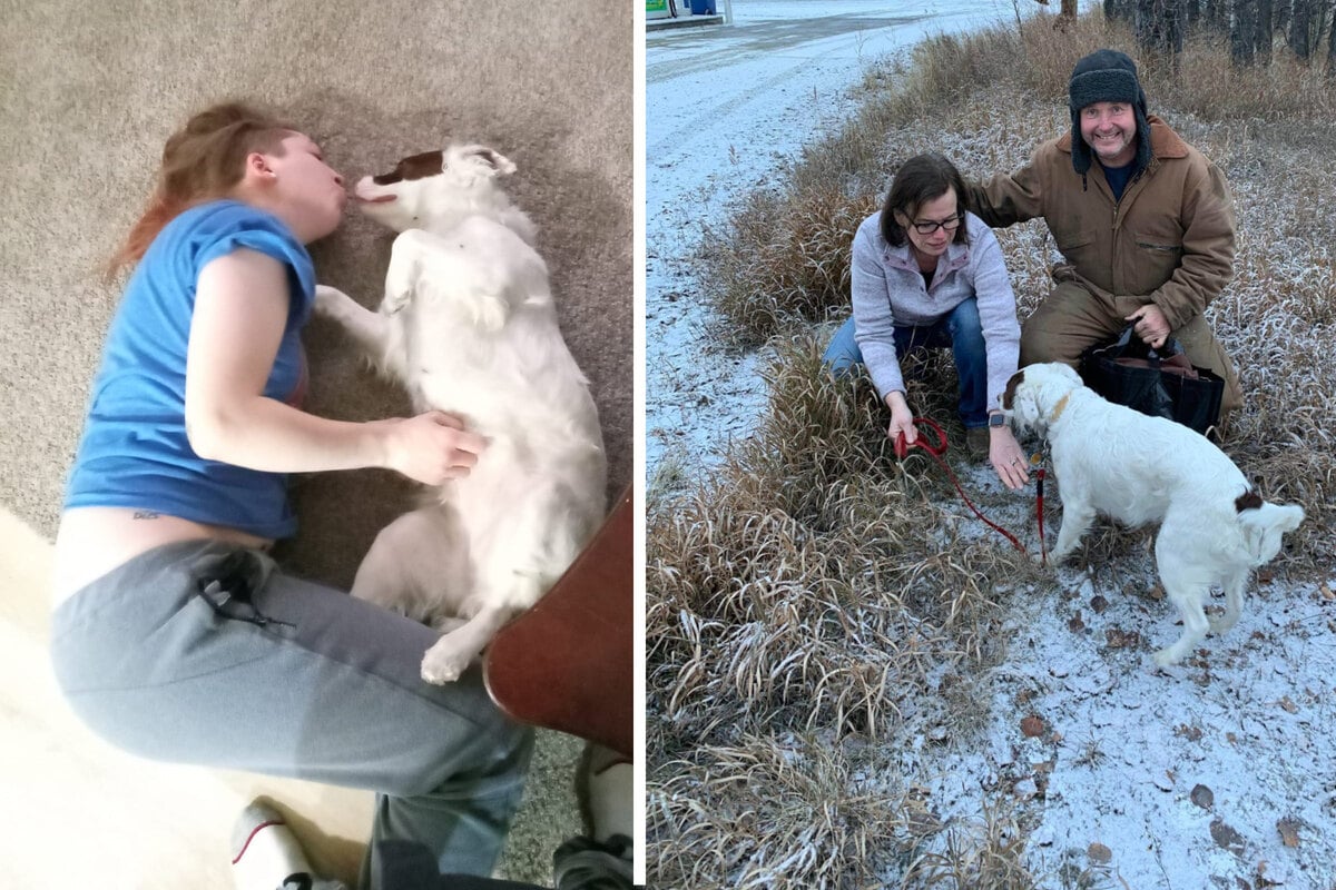 Dog reunited with family after fatal car crash thanks to community help(01)