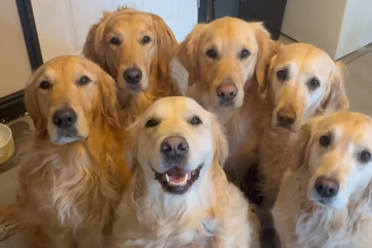 Six Golden Retrievers get special assignment to wake up their Daddy ...