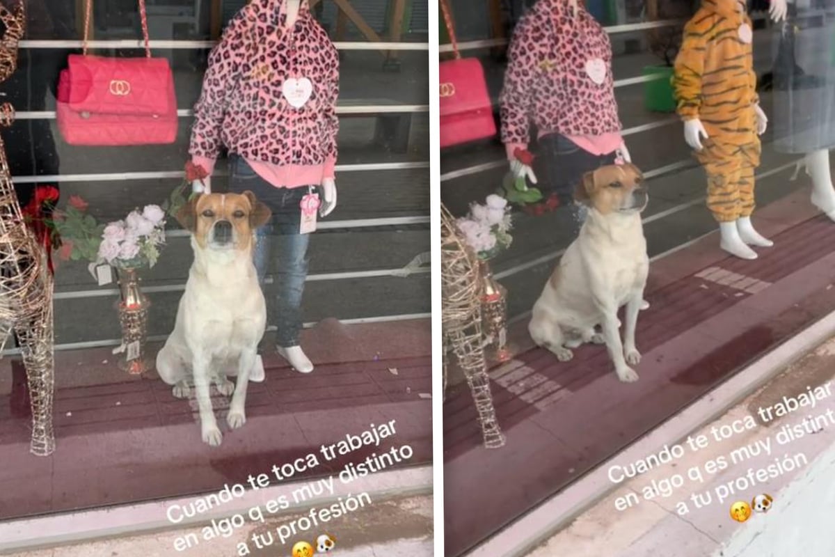 Shopping-Trip wird zum tierischen Spaß - Süßer Hund sorgt für Gelächter
