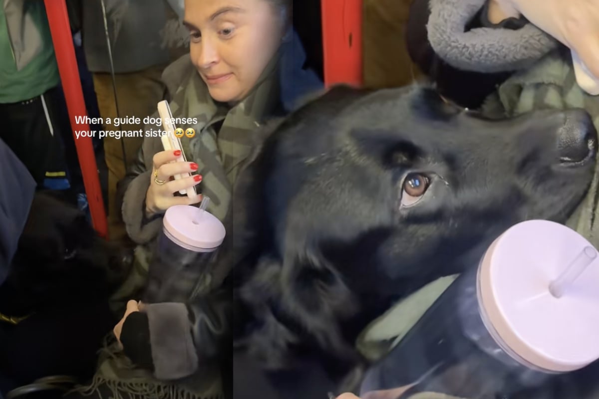 Fremder Hund trifft in Bus auf Schwangere: Was dann passiert, lässt Herzen schmelzen