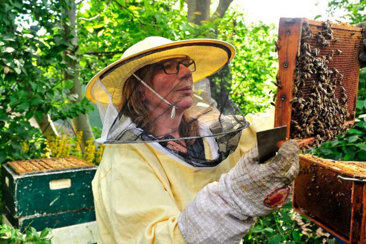 Vorsicht vor Bienen aus Internet und Ausland!