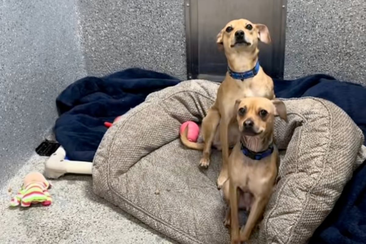 Chihuahua muss mitansehen, wie bester Freund Tierheim verlässt: Kurz darauf brechen Herzen