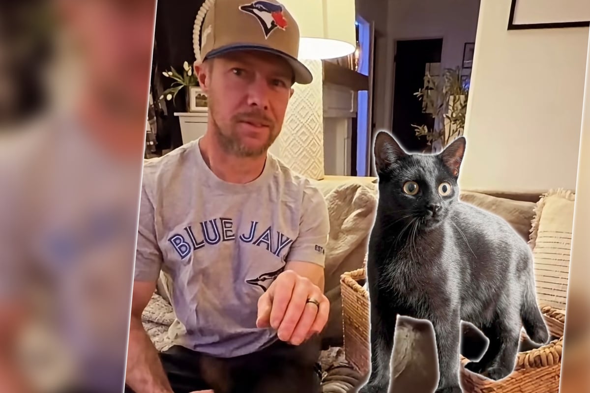 Mann fährt auf Geschäftsreise: Als er nach Hause kommt, hat er plötzlich sieben Katzen in seiner Wohnung