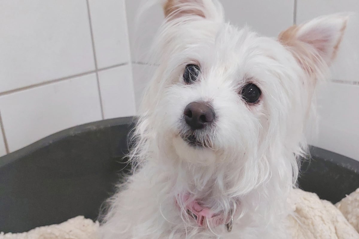 Süß, aber herausfordernd: Warum Terrier-Mix Lana erfahrene Halter braucht