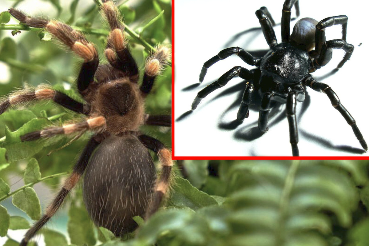 Pine Rockland Trapdoor Spider: Venomous Creature Found at Miami Zoo