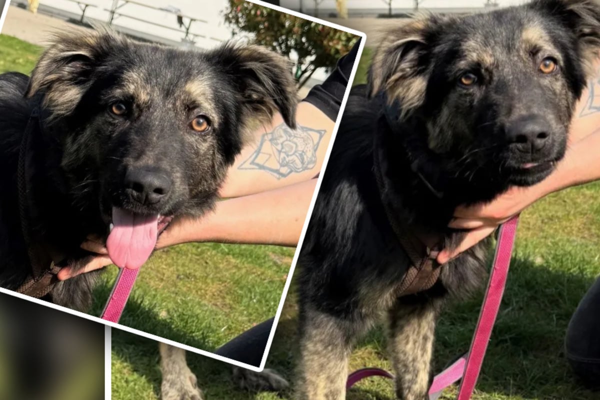 Junger Mischling träumt von einem Neustart: Balu wäre ein toller Familienhund