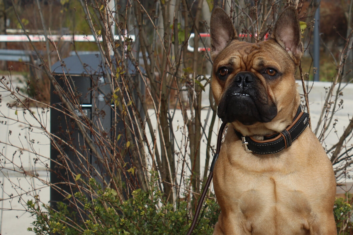 Französische Bulldogge landet im Münchner Tierheim Findet Louie doch noch sein Glück?