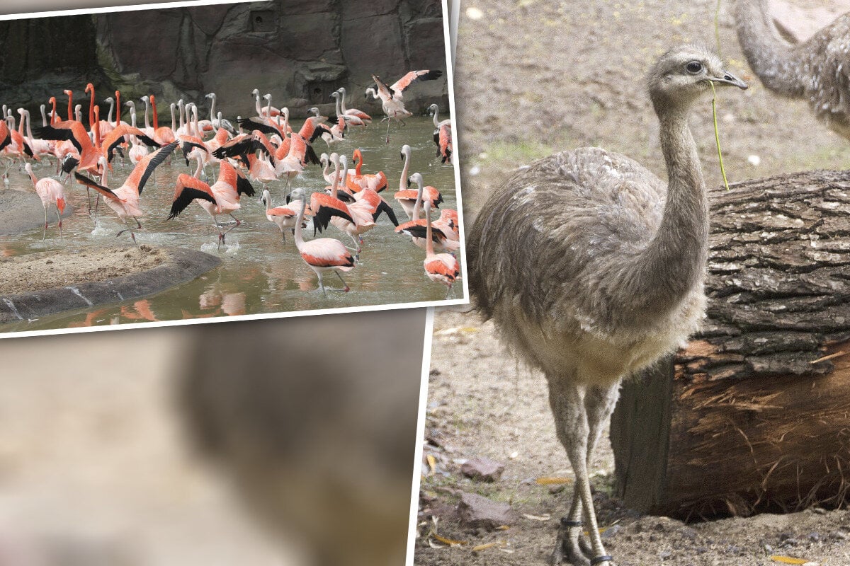 13 auf einen Streich: Im Leipziger Zoo bekommen sogar die Nandus Ostergeschenke