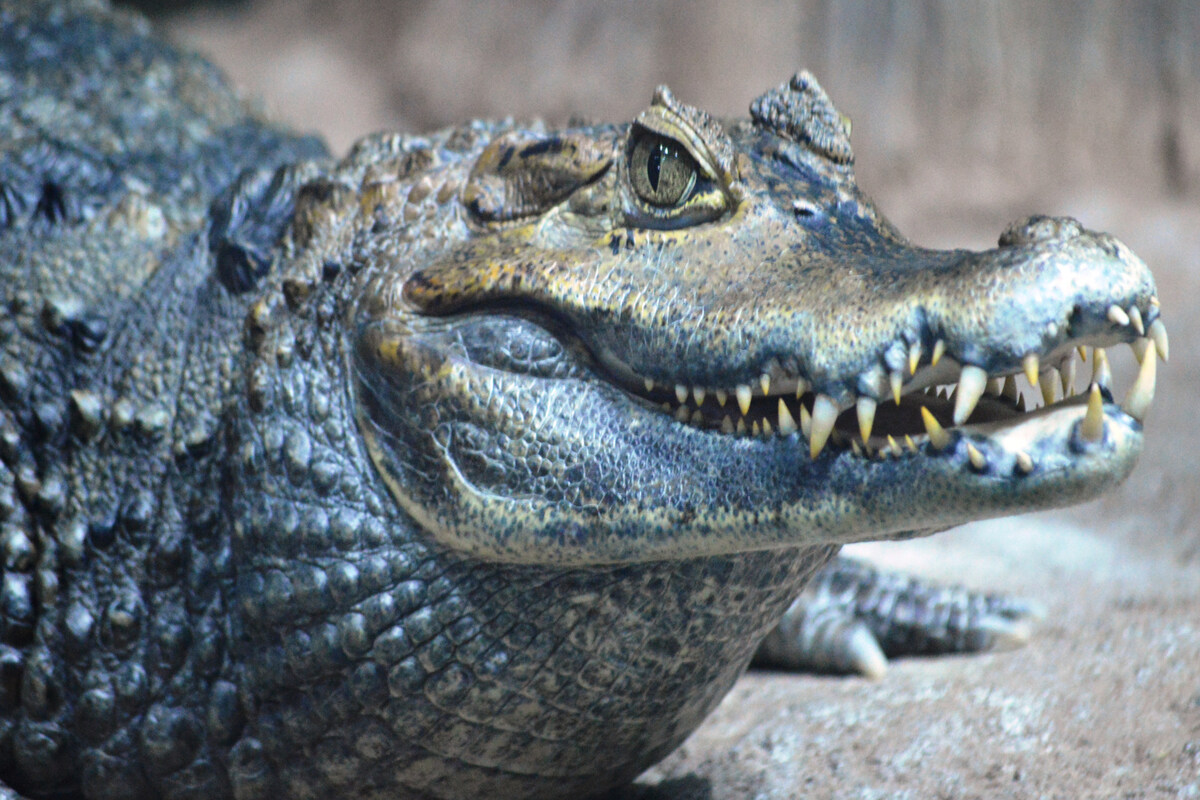 Tragödie beim Muschel-Sammeln: Familienvater (†57) von Krokodil in Stücke gerissen
