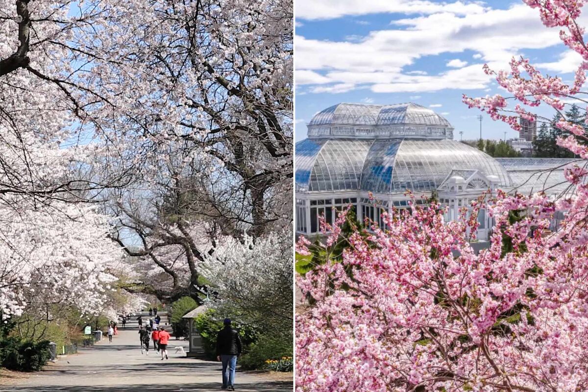 How to see the cherry blossoms in New York City - Vimarsana News