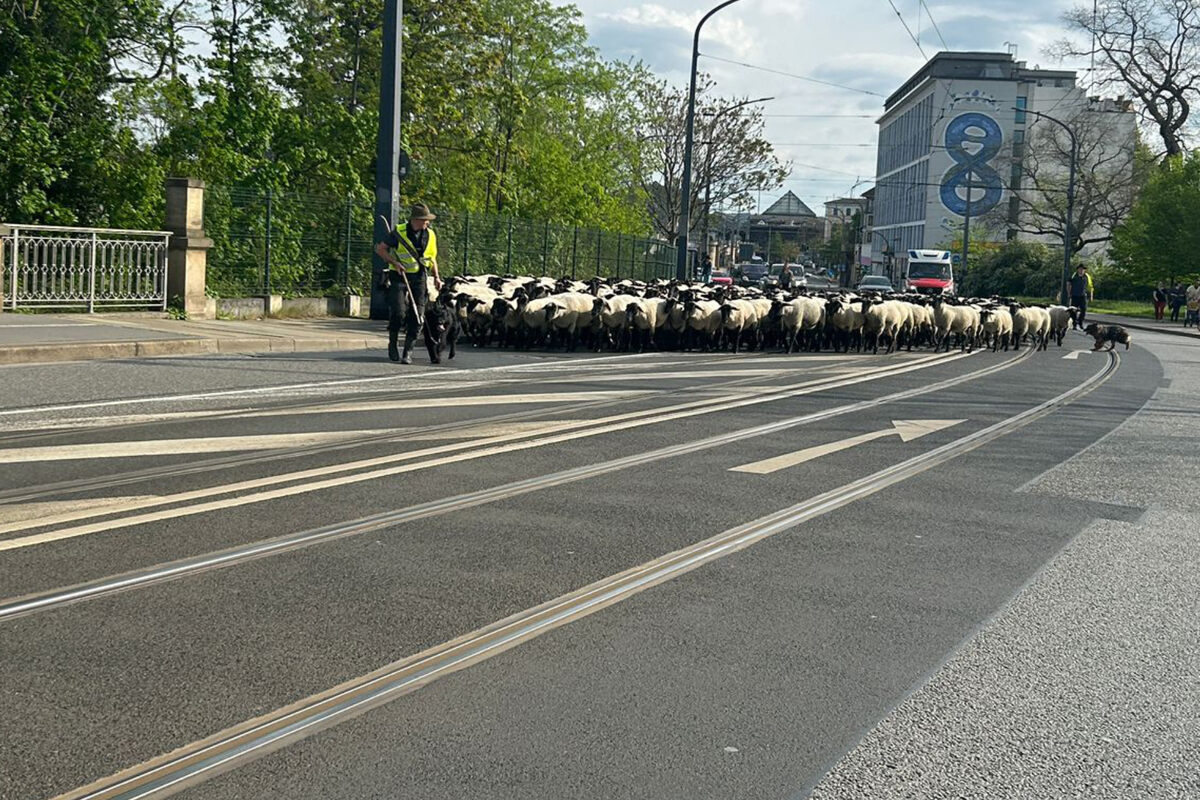 Reif für den Sommer! Knapp 500 Schafe überqueren Marienbrücke