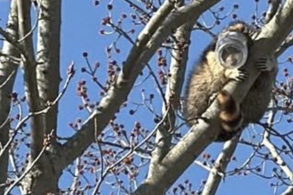 Zu tief ins Glas geschaut: Waschbär bringt sich in kuriose Notlage