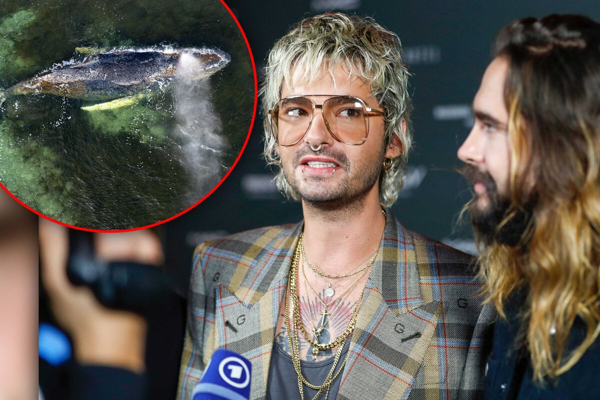 Tom und Bill Kaulitz sind bestürzt über gestrandeten Wal: Zwillinge machen auf wichtige Sache aufmerksam