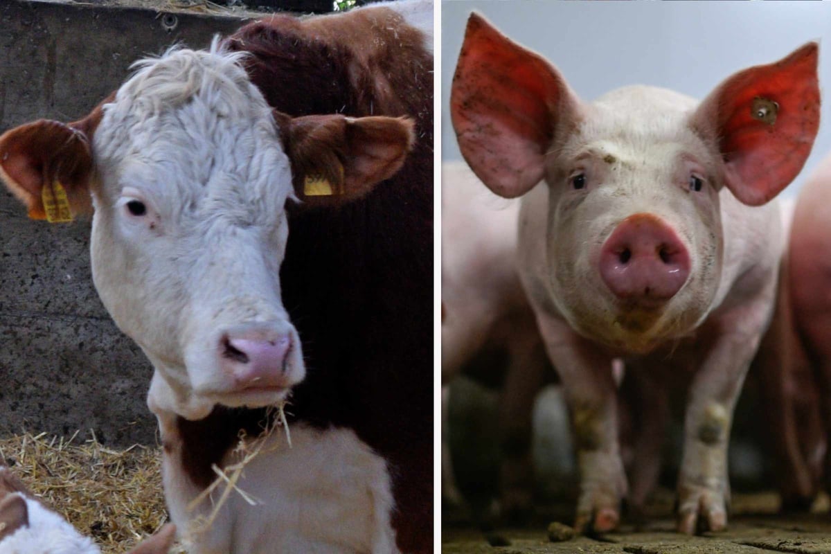 Sachsen gehen Kühe und Schweine aus - Was wird jetzt aus den Schlachthof-Plänen?
