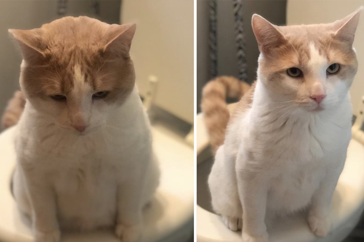 Kater-geht-viral-Dieses-kuriose-Talent-begeistert-so-viele