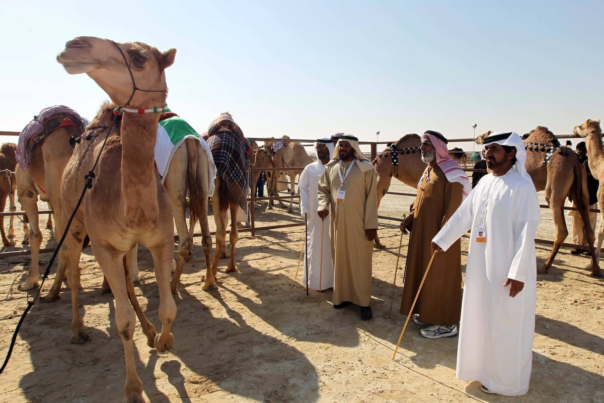 Curvy Camels Disqualified From Saudi Beauty Pageant Over Botox Use!