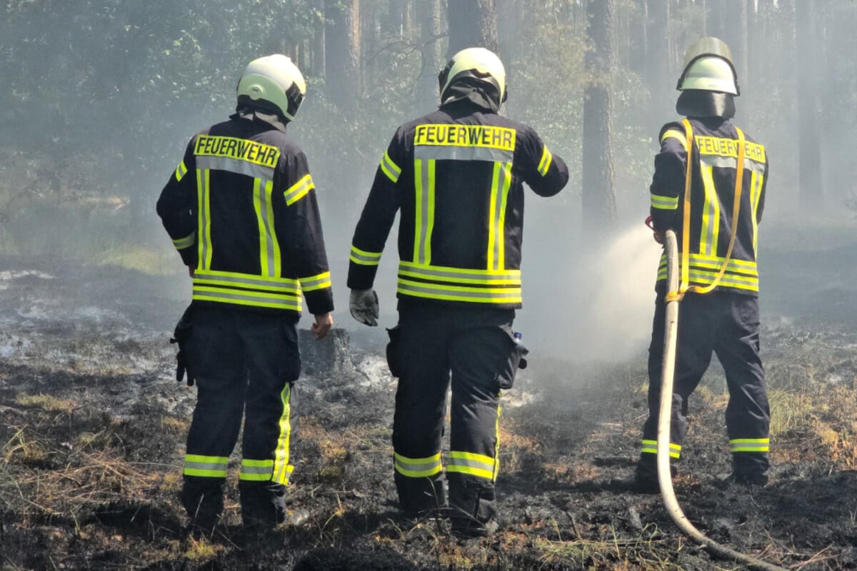 Waldbrandgefahr in Sachsen-Anhalt steigt: Hier ist besondere Vorsicht geboten