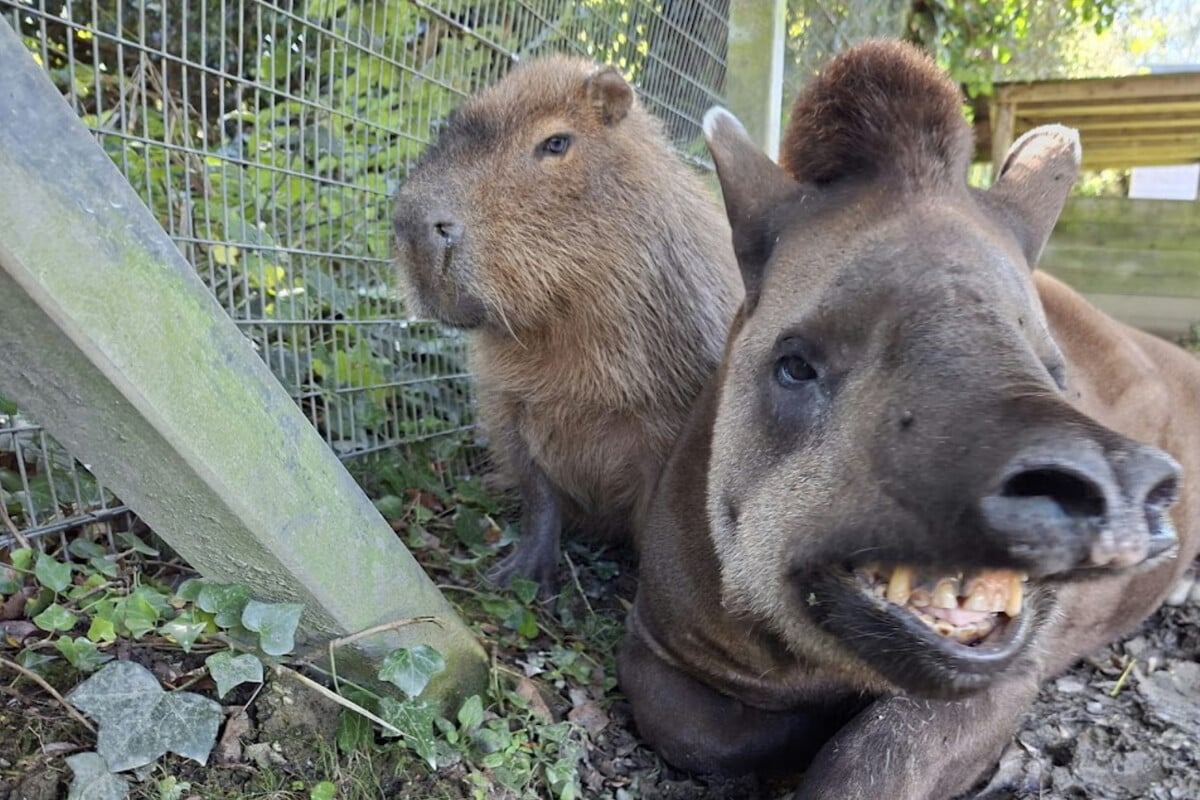 Bis zum letzten Atemzug vereint: Bewegender Abschied von ungewöhnlichem Zoo-Duo