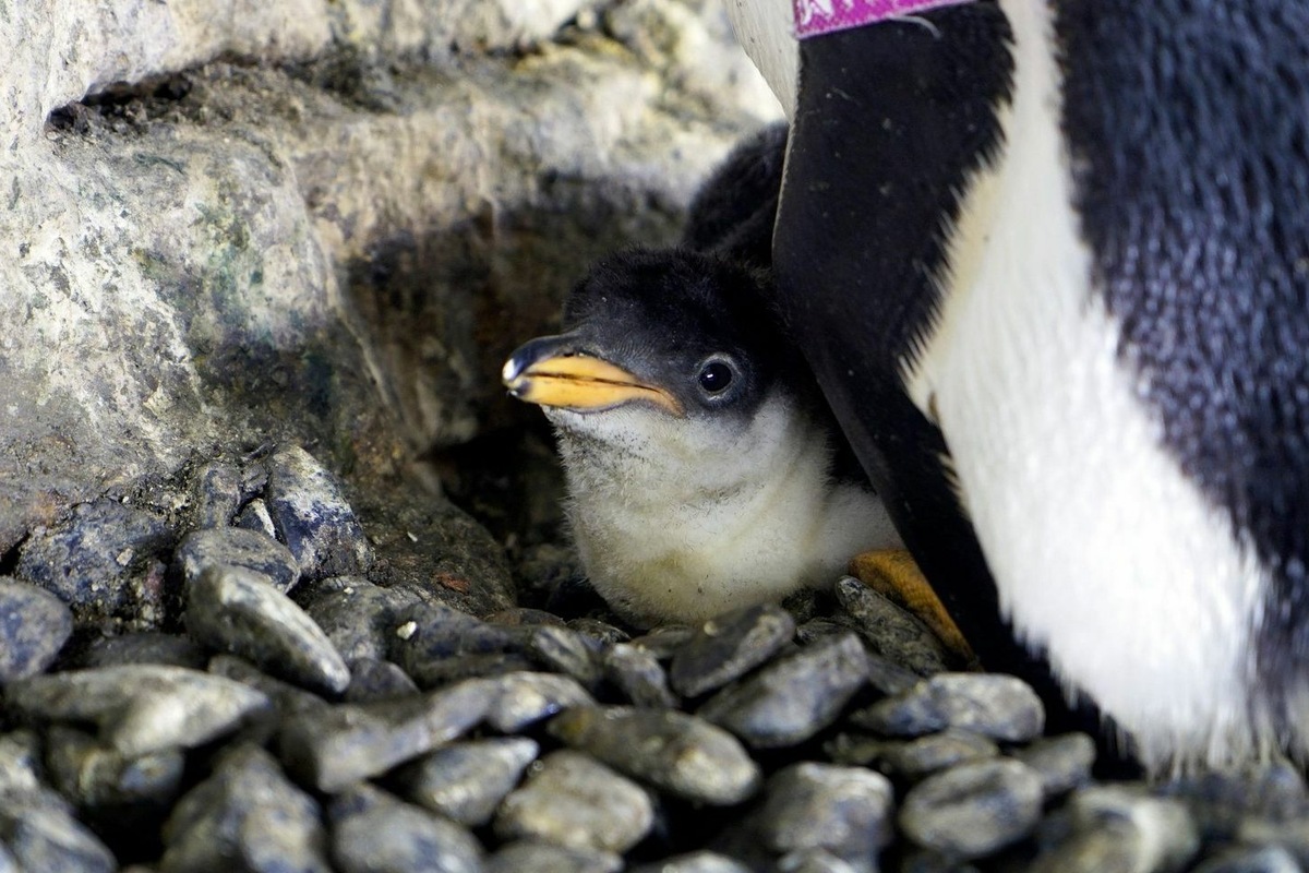 Gay Penguin Couple Become Parents To Baby Chick After Adopting Egg
