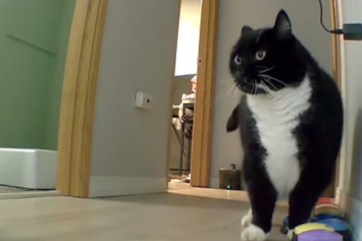 Frau macht während Homeoffice Musik an: Die Reaktion ihrer Katze lässt keine Zweifel offen