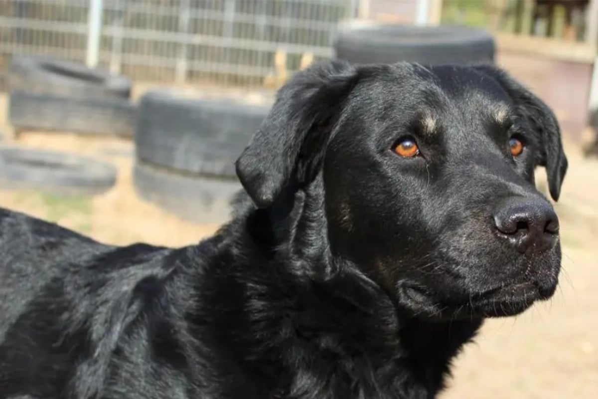 Seit-mehr-als-vier-Jahren-im-Tierheim-Gibt-es-noch-ein-Happy-End-f-r-Nase-