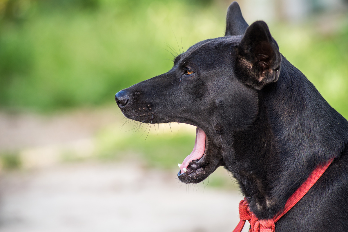 Hund springt urplötzlich aus Gebüsch und beißt Junge (11) ins Gesicht