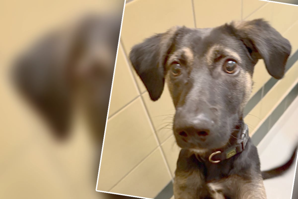 Einzelhaft, keine Spaziergänge und verkorkste Kindheit: Hündchen Jack will einfach nur geliebt werden