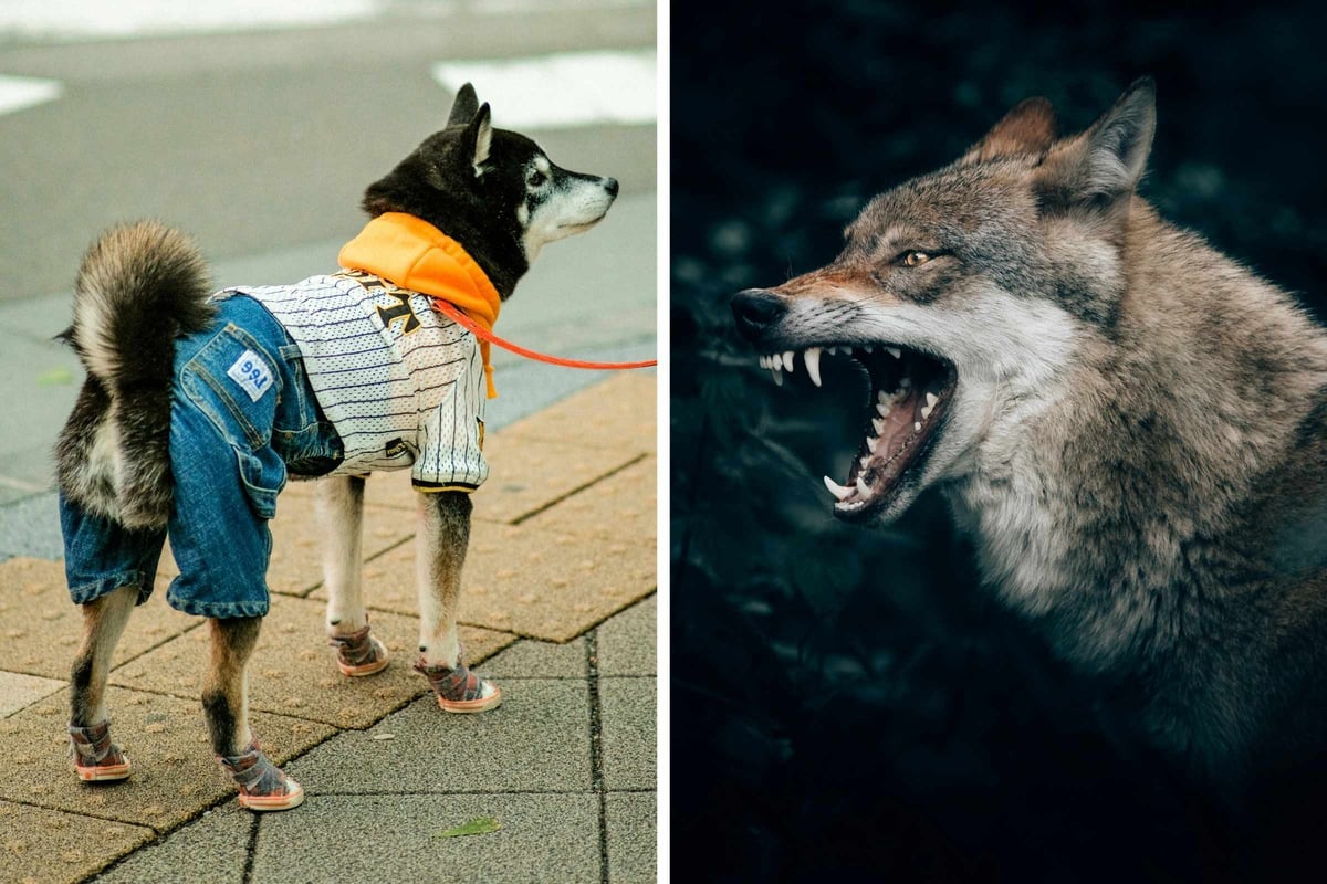 Do all dog breeds really have some wolf DNA in them? New scientific study has answers