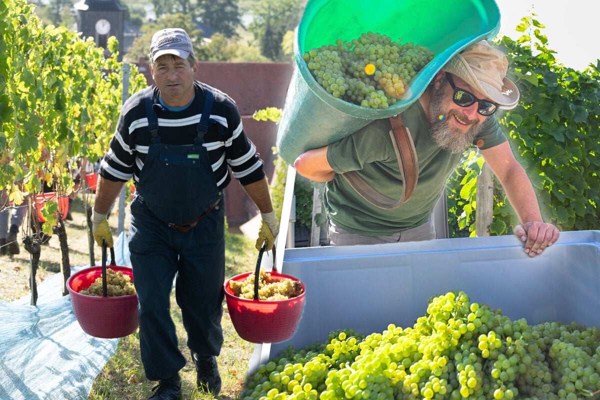 Erste-Trauben-m-ssen-runter-Im-Elbtal-startet-schon-die-Weinlese
