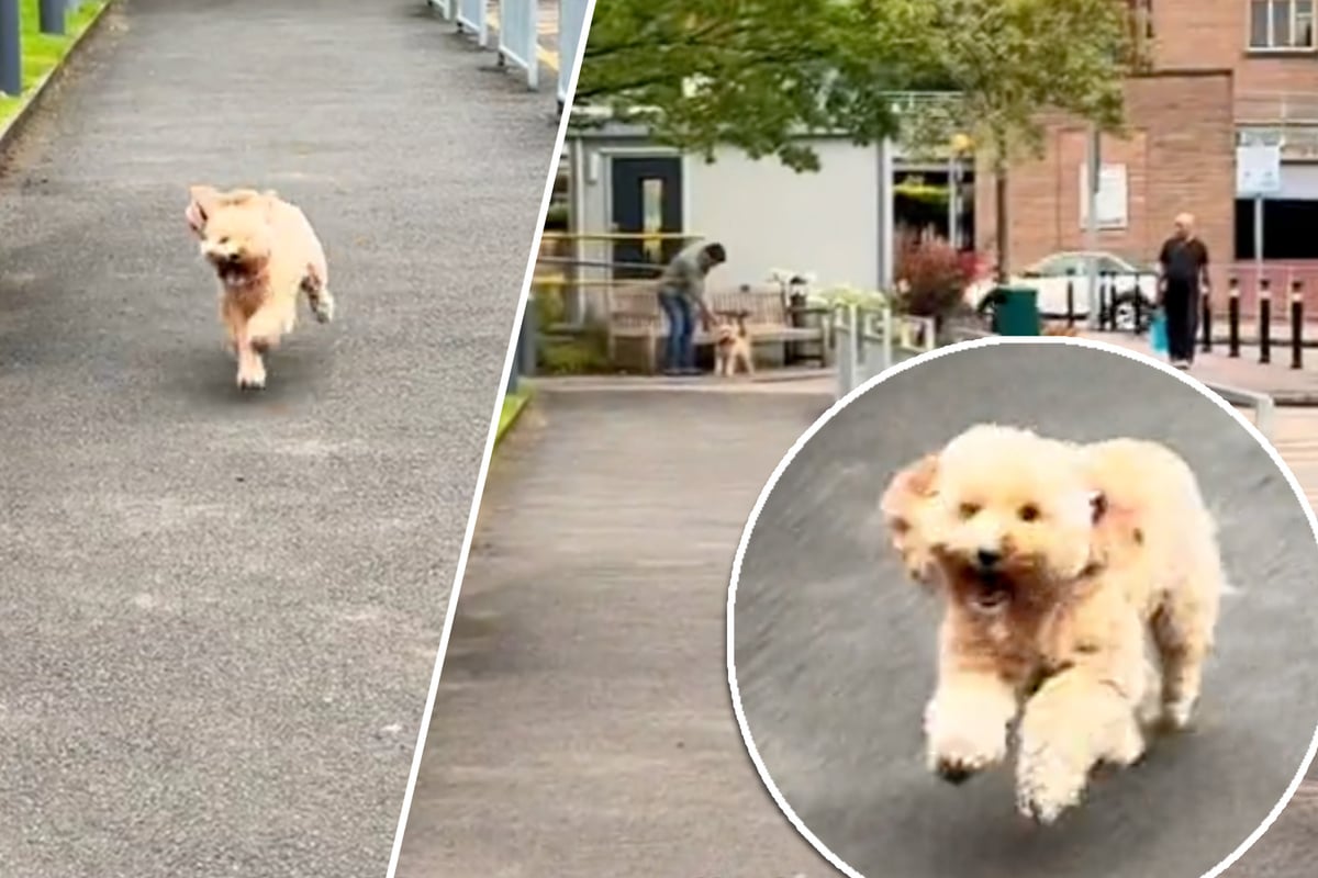 Mann beendet harte Zwölf-Stunden-Schicht: Wie ihn sein Hund begrüßt, lässt alles vergessen