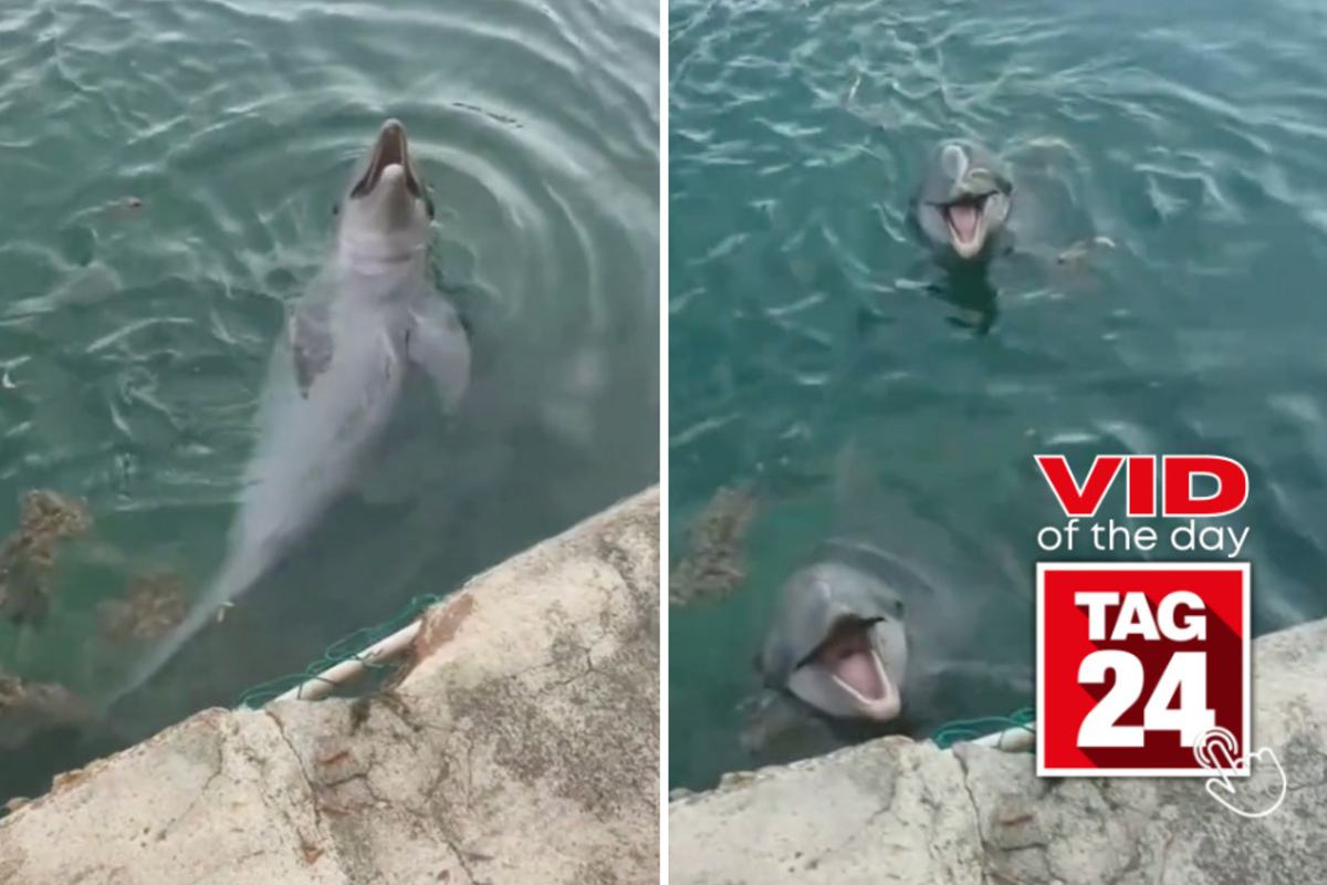 Viral Video of the Day for November 24, 2023 Dolphin duo loves playing