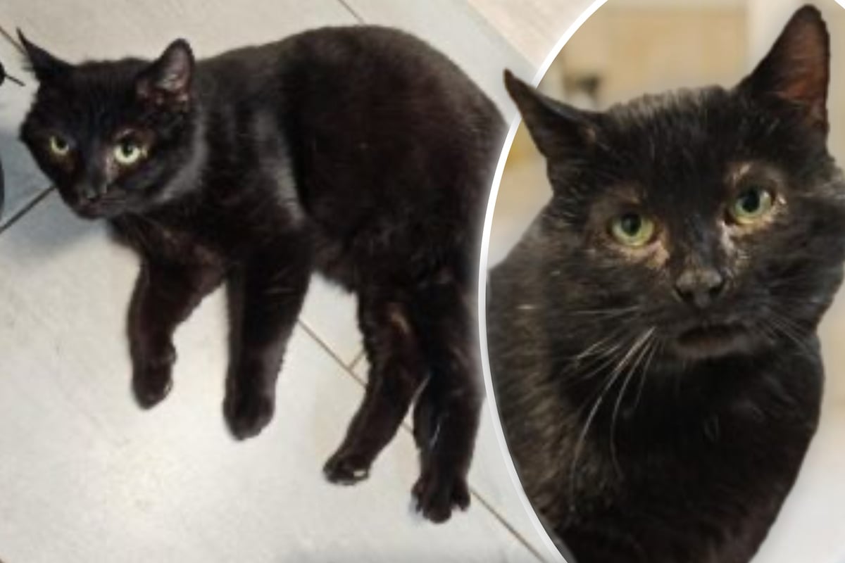 Zuhause gesucht! Mephisto will endlich erfahren, wie schön ein Katzenleben sein kann