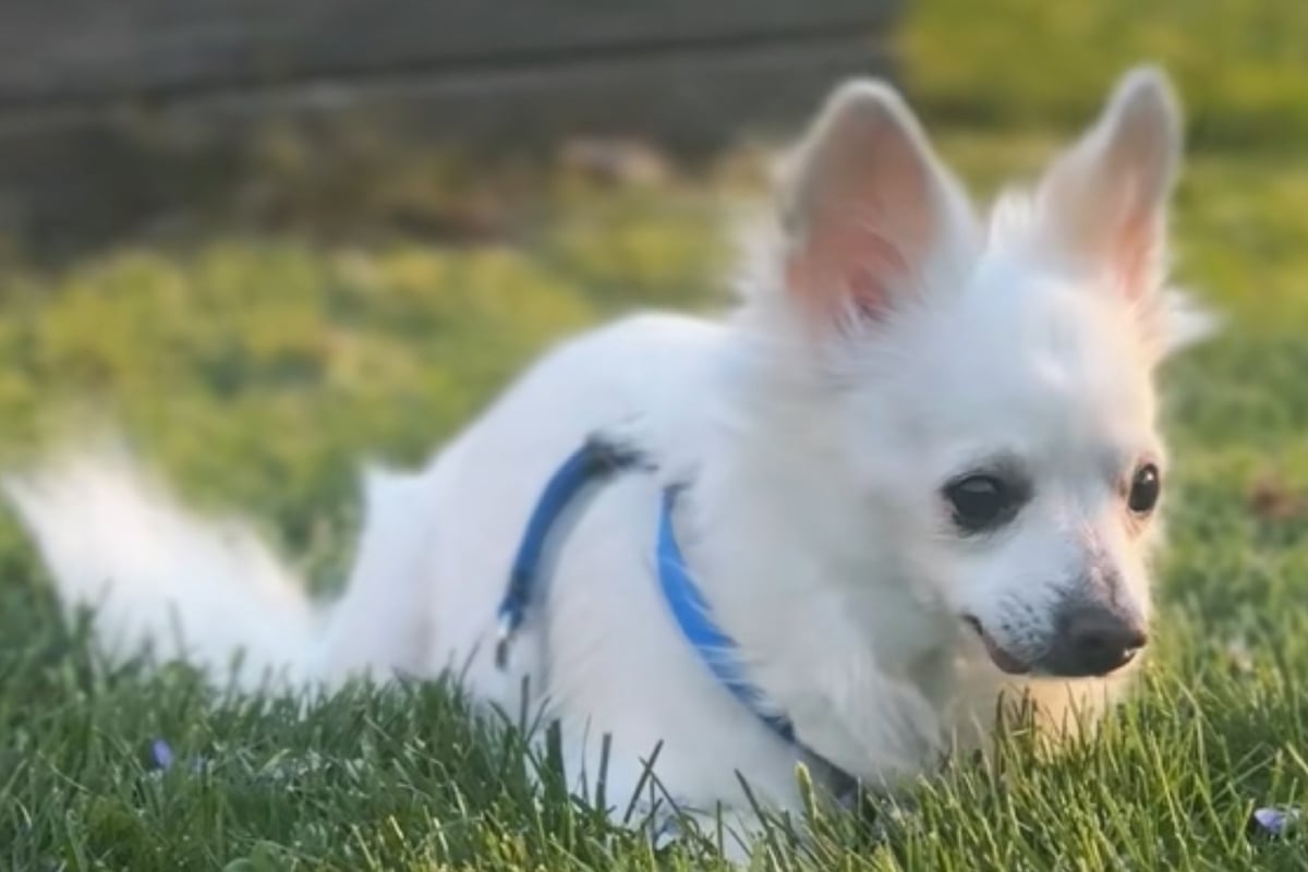 Dog owners wanted to put down their pup for this shocking reason – and he was left traumatized