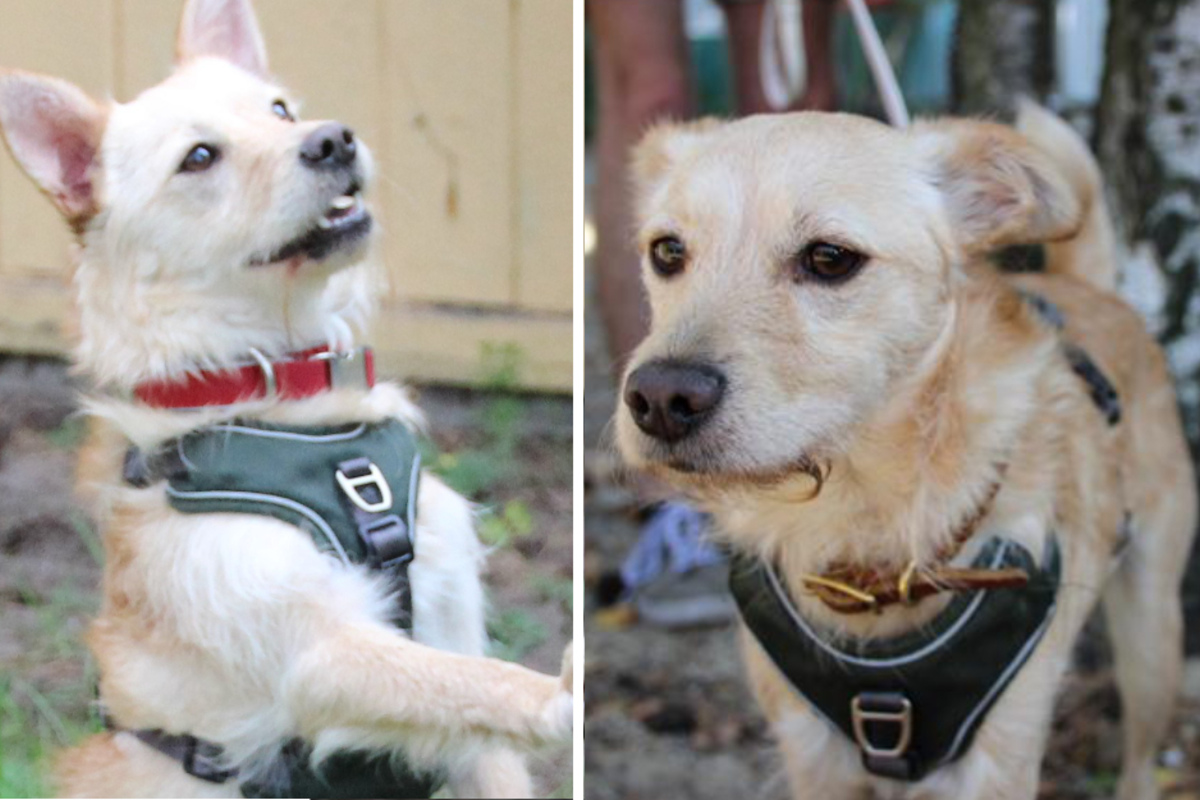 H-ndin-trifft-das-Schicksal-hart-Nach-Autounfall-landet-die-Schwerverletzte-im-Heim