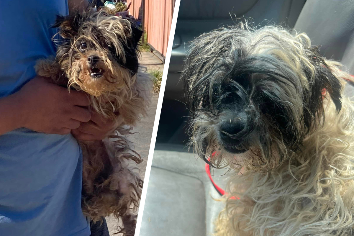 Matted rescue dog gets groomed and blooms into an adorable pooch