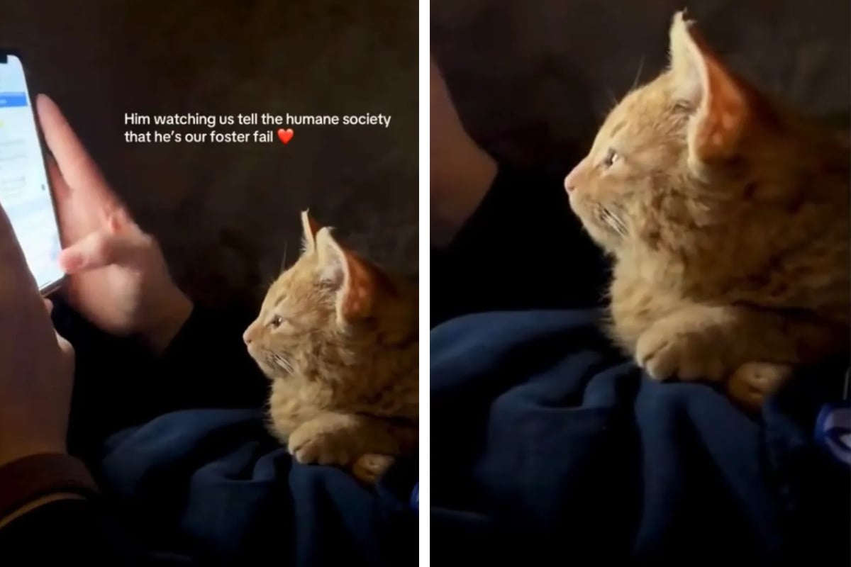 Viral-auf-TikTok-K-tzchen-erlebt-live-wie-es-adoptiert-wird