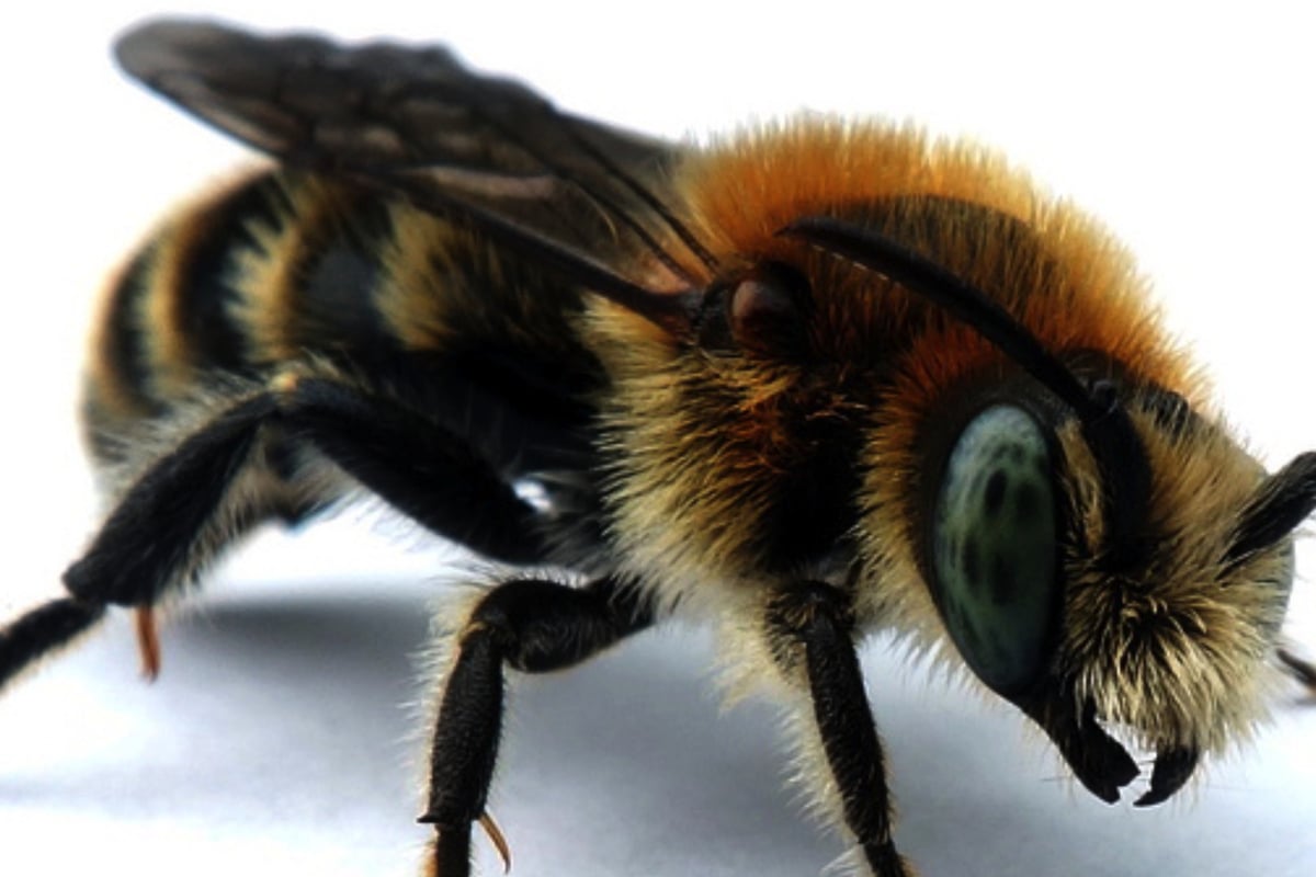 Seltene Bienenart in Dresden entdeckt