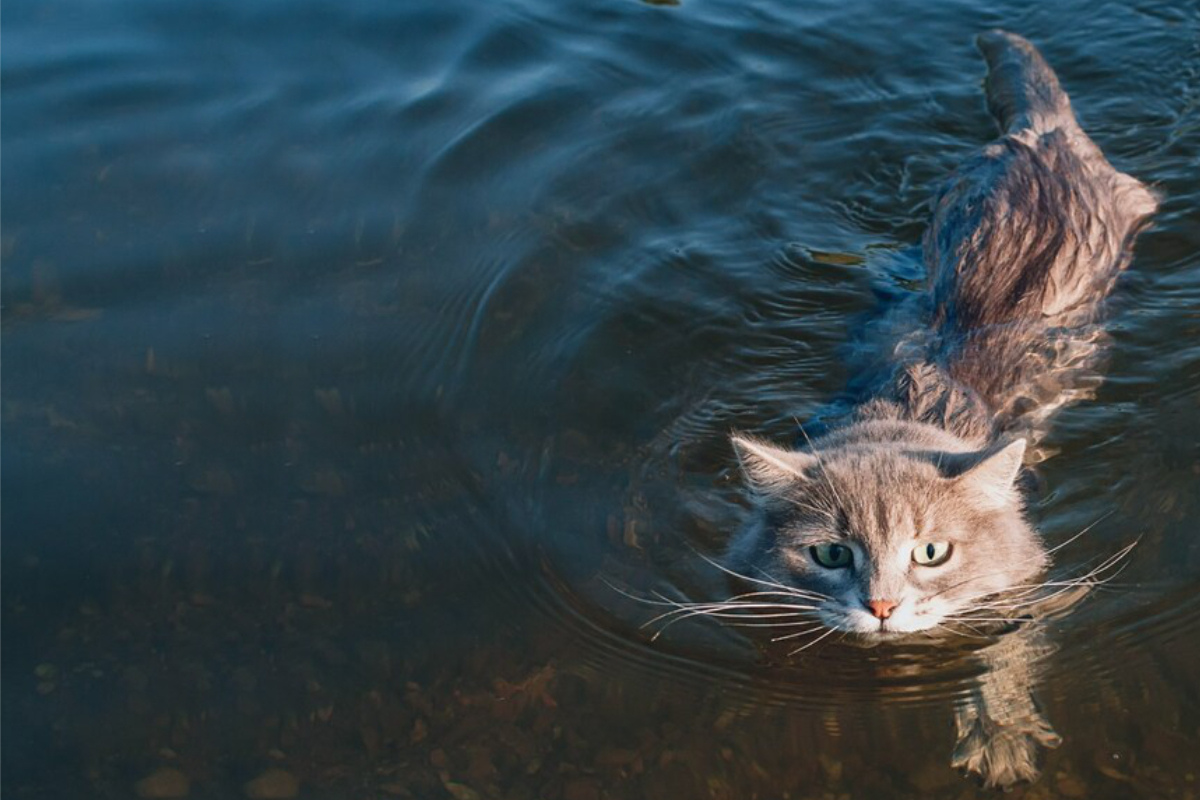 Can cats swim? Why furry felines hate the water