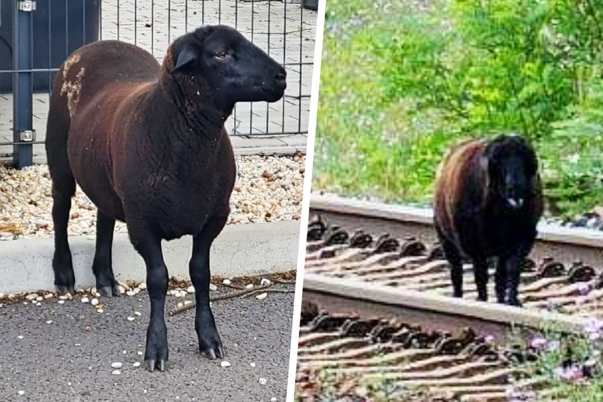 Schwarzes Schaf sorgt für Bahnstrecken-Sperrung und Polizeieinsatz