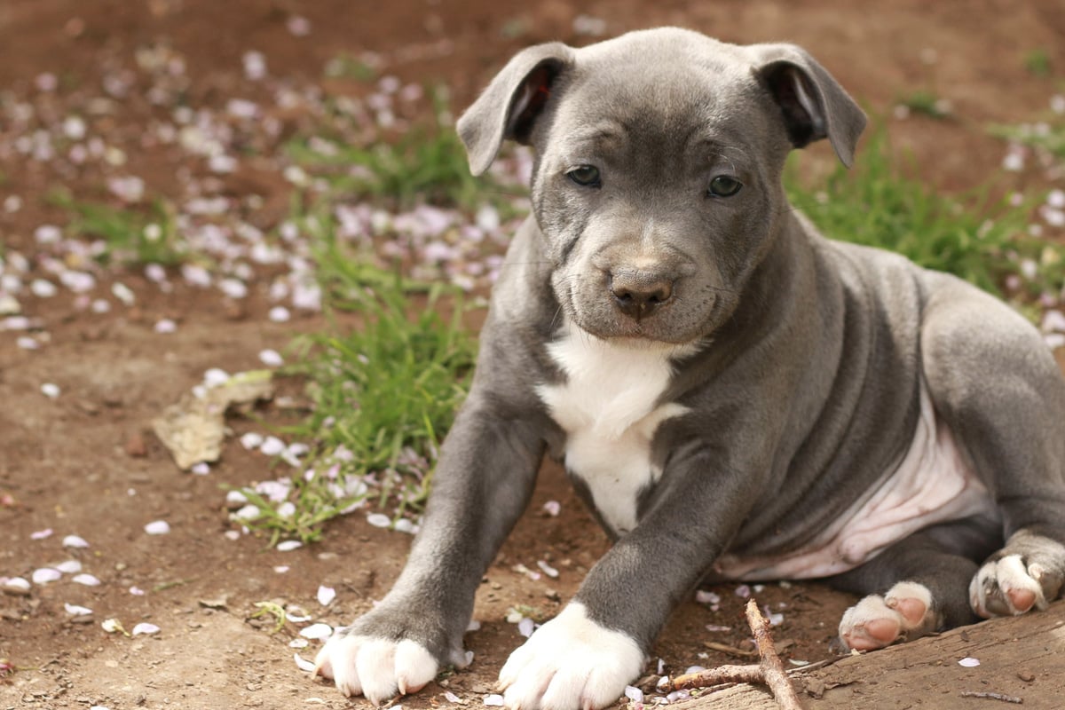 Hundehalter tickt während Polizeikontrolle aus: Mann beißt Welpen in den Nacken